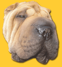 Funny dog - Funny dog...