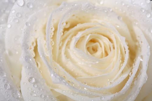 White rose - White rose with water drops