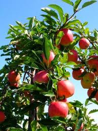 apples are good for you - delicious apple tree..