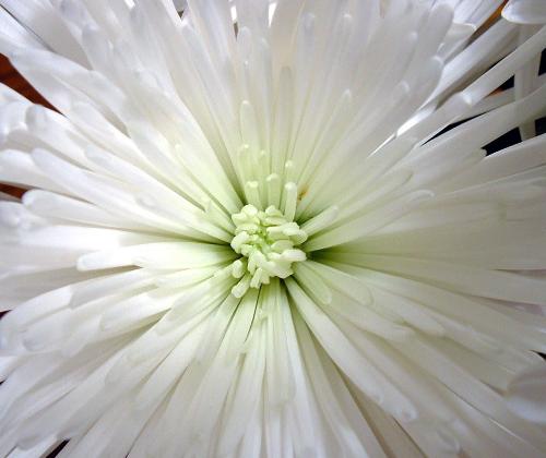Flower - Flower