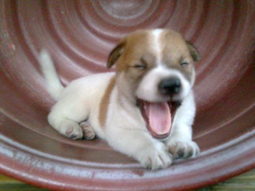 Puppy - This cute little puppy is sooooo sleepy.