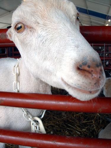 Goat - Goat