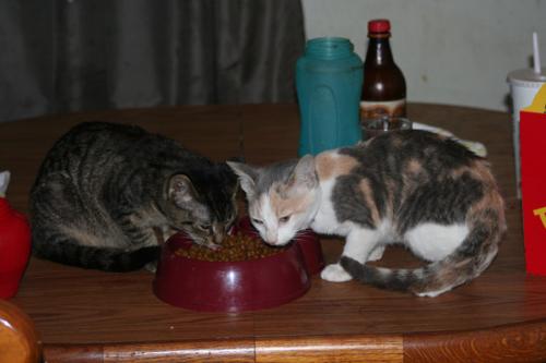 Buttercup and Peaches - My two babies. Buttercup is the Tabby and Peaches is the Calico. Peaches and Cream seems to have helped Buttercup from her depression