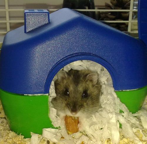 Pets - A picture of my russian dwarf hamster Malmy :D