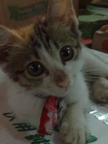 My little cat.Do you like it? - my little cat , do you like it,,o like it very much ,it's very active , funny is that it will go to the toilet if it wants to..