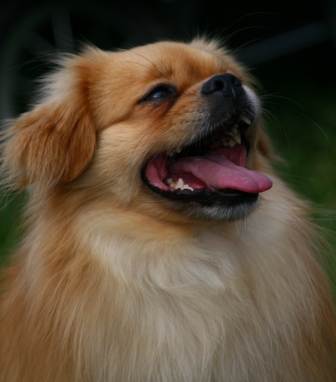 Small furry dog - Small furry dog at a dog show