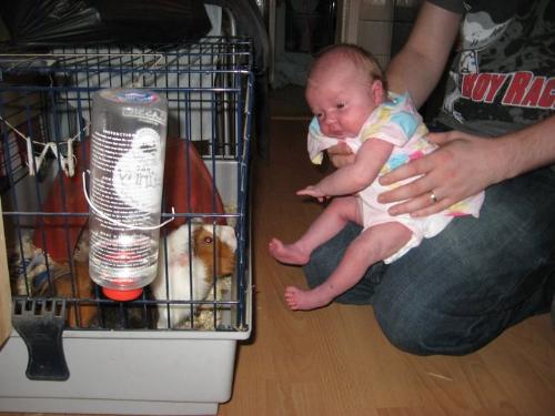 Olivia meets Smash - The guinea pig her daddy practised his nappy skills on!!