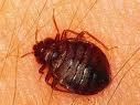 bedbugs - pic of bedbugs