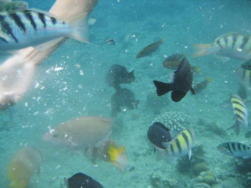 fish - these fishes were caught in the camera having their feeding frenzy. We actually gave them bread to allow them to go near us.This was a nice experience
