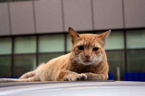 my pet -  Generally, we simply define our pet as our household animal.   However, their service does not end in being our household animal. They are also our household companion who also gives us enjoyment. Aside from that, pets also help us to relieve from our stress.