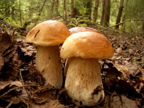 Mushroomers - Mushroomers, very very great.
