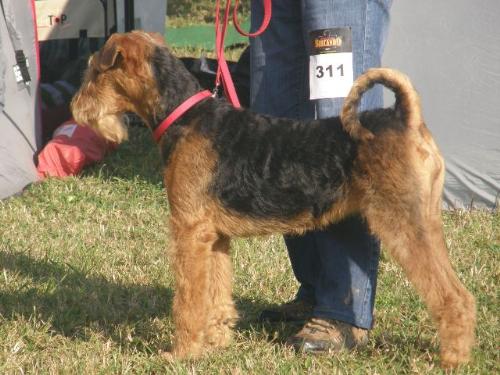 Binne - Binne made me proud of her during the judging in the show ring. She was so calm and quiet!