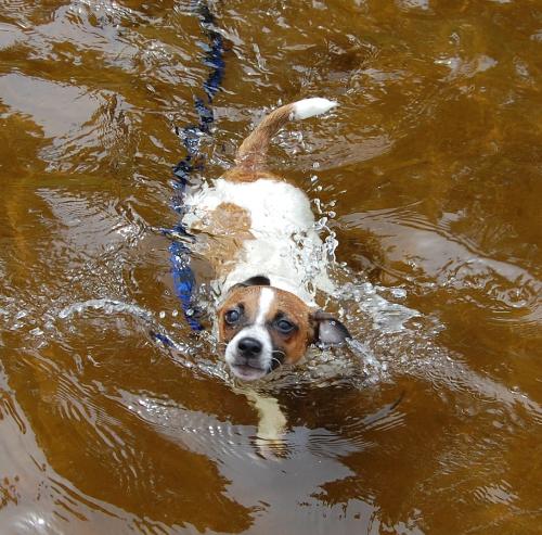 Taco swimming - A photo of my chihuahua Taco swimming in a lake at Algonquin Park, Canada. He swims like a littlke otter.
