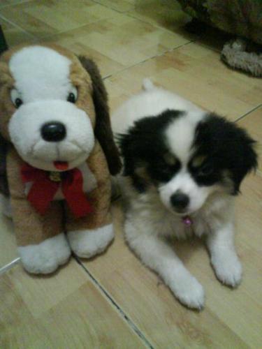 my ever loyal buddy - This is my adorable pet named Ashley.My brother bought this one but didn't have time to take care of Ashley so I volunteered and years past(4 years to be exact)she had been my best bud.She is very pretty,wise and charming.It makes my day more happier when I play with my pet or just simply cuddle her.She also takes away my problems just for awhile especially when I feel sad and down.I so love my pet very much.