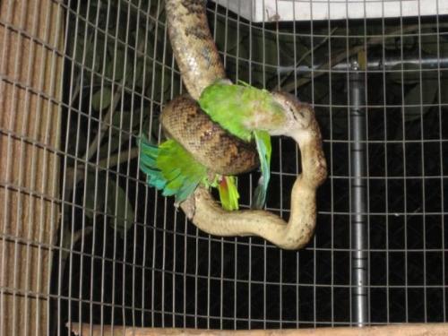 Parrot caught by snake - A photo of the resemblance