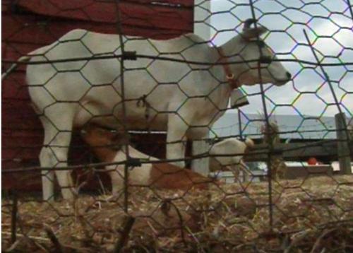 Bluebell & Wilbur...the Odd Couple... - Bluebell the cow adopted Wilbur the pig after her calf died. Bluebell & Wilbur...the Odd Couple... - Bluebell the cow adopted Wilbur the pig after her calf died.