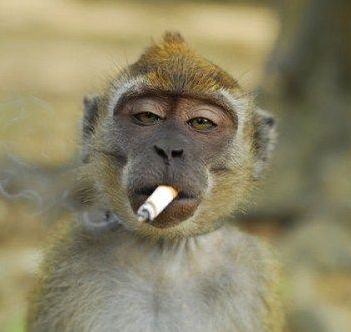 monkey is smoking  - A monkey is smoking a cigarette thrown on street