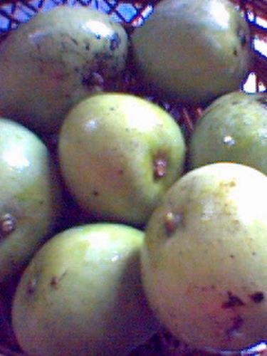 Fruits - Indian mangoes! This is one of my favorite fruits especially if it's tandem with 'bagoong'..yum yum! ^_^ I'm just not sure why these smaller mangoes are called 'Indian mangoes', anyone knows? ^_^