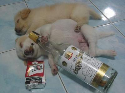 Ohhhhh already Down !!!!! - Poor Cats had one FULL bottle lol