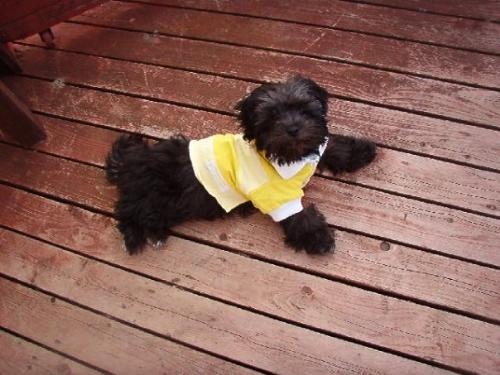 bear - my little shipoo dog