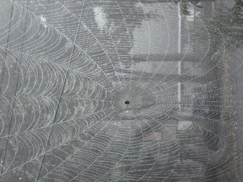 Spider Web - Great picture of spider web