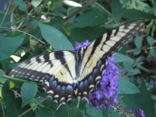 Butterfly  - Relaxing picture of a butterfly...