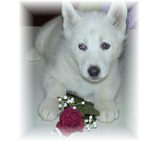 My puppy - This is my puppy (back when she was tiny).  She's huge now.  Isn't she adorable?