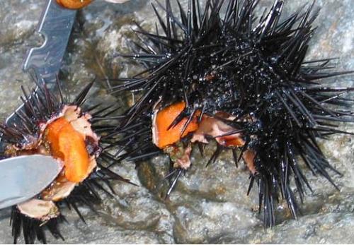 sea urchin - sea urchin opened