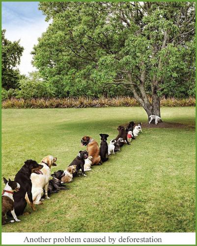 Where have all the trees gone? - With so much deforestation dogs no longer have fun 'doing their job' Where have all the trees gone? - With so much deforestation dogs no longer have fun 'doing their job'