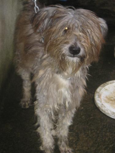 botchok - our lovely dog.always hungry......