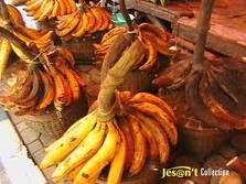 Extremely Big Banana only grow well on Banana City - lumajang is banana city, the mascot "pisang agung" which have size extremely big only life and grow well on lumajang