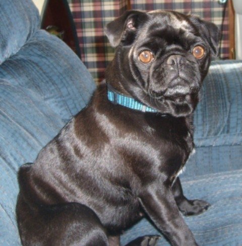 Pudgie - This is Pudgie, my lil couch tater, she is 7 yrs old