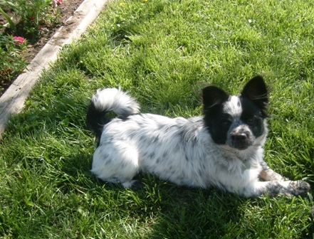 Otis - This is Otis, he is a cattle dog mix. The vet said he is a mix of Blue Heeler and an Australian Shepherd dog mix. He is 1 yr old.