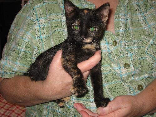 Gwen - The new baby who went to her new home today! Gwen - The new baby who went to her new home today!
