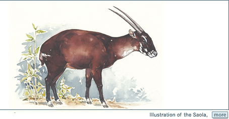 saola - polite but very shy, highly endangered!