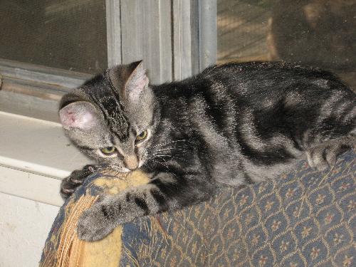 Sparky - The other little baby