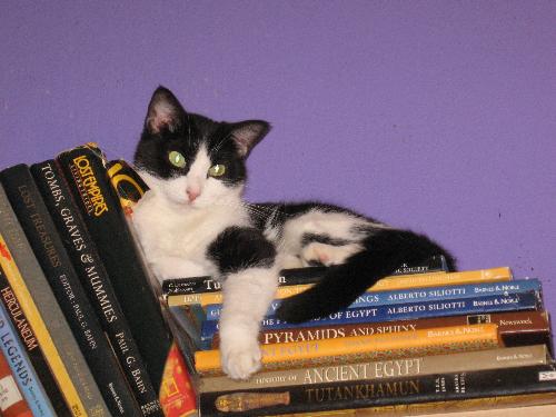 Blossom on top of bookcase - she's pretty high up there too!