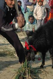goat sacrifice - Goat sacrifice in name of religion