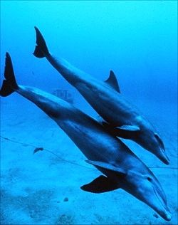 dolphins - how dolphins sleep