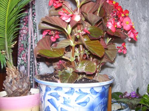 A begonia I brought in - This time of year I get really busy bringing in plants to have in my house all winter.