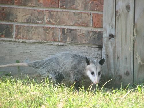 Possum - Possum sneaking around in my backyard