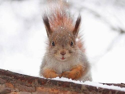 Squirrel - I have 2 of those on my property now.