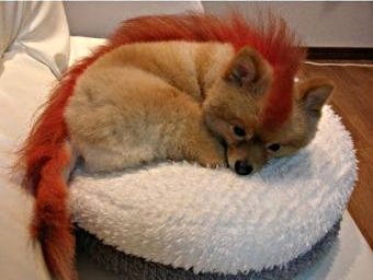 firefox live - the real fire-fox live for you.