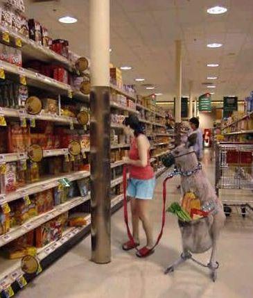 Shopping Cart? - Many people are trying to reduce the usage of plastic bags, and some peoples even think of some innovative way to not using the plastic bags. So will you too to do like she does in the picture, to bring your kangaroo to shopping and help you to carry all your groceries?