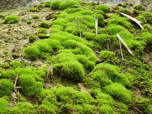 Moss from falls - i was taken this moss when we went to the falls in quezon, philippines