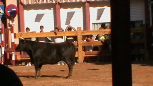 Village Celebrations Taking Place In Navarra 2010 - Taking a Photo of a Bull that is trying to get to someone over the side of the Fence he is annoying him.