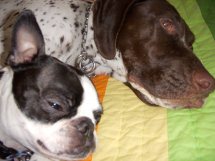 My Dogs - This is a photo of Fletch and Snuggles. Fletcher is a german short-haired pointer and Snuggles is a Boston Terrier!