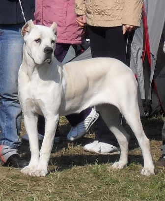 Cane Corso - A white Cane Corso waiting to enter the show ring at CACIB Arad 2010