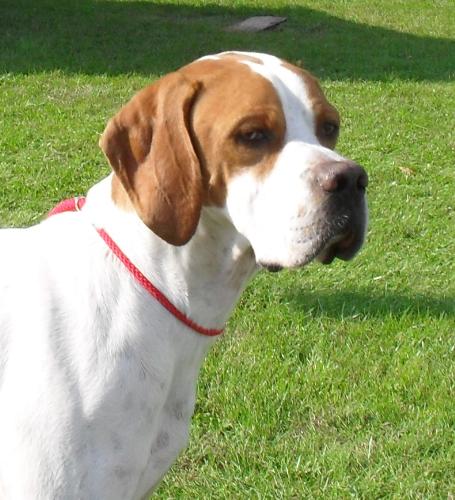 English Pointer - A portrait of an English Pointer