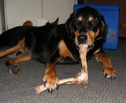 Enjoying a bone - This picture is of my dog Skully enjoying a raw vension bone. 